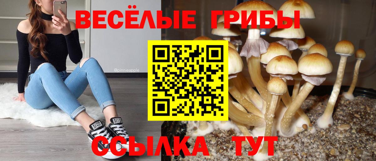 Псилоцибиновые грибы мицелий Иваново